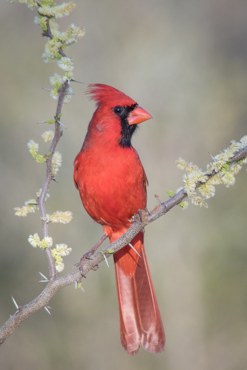 Cardinal rouge - ML49134671