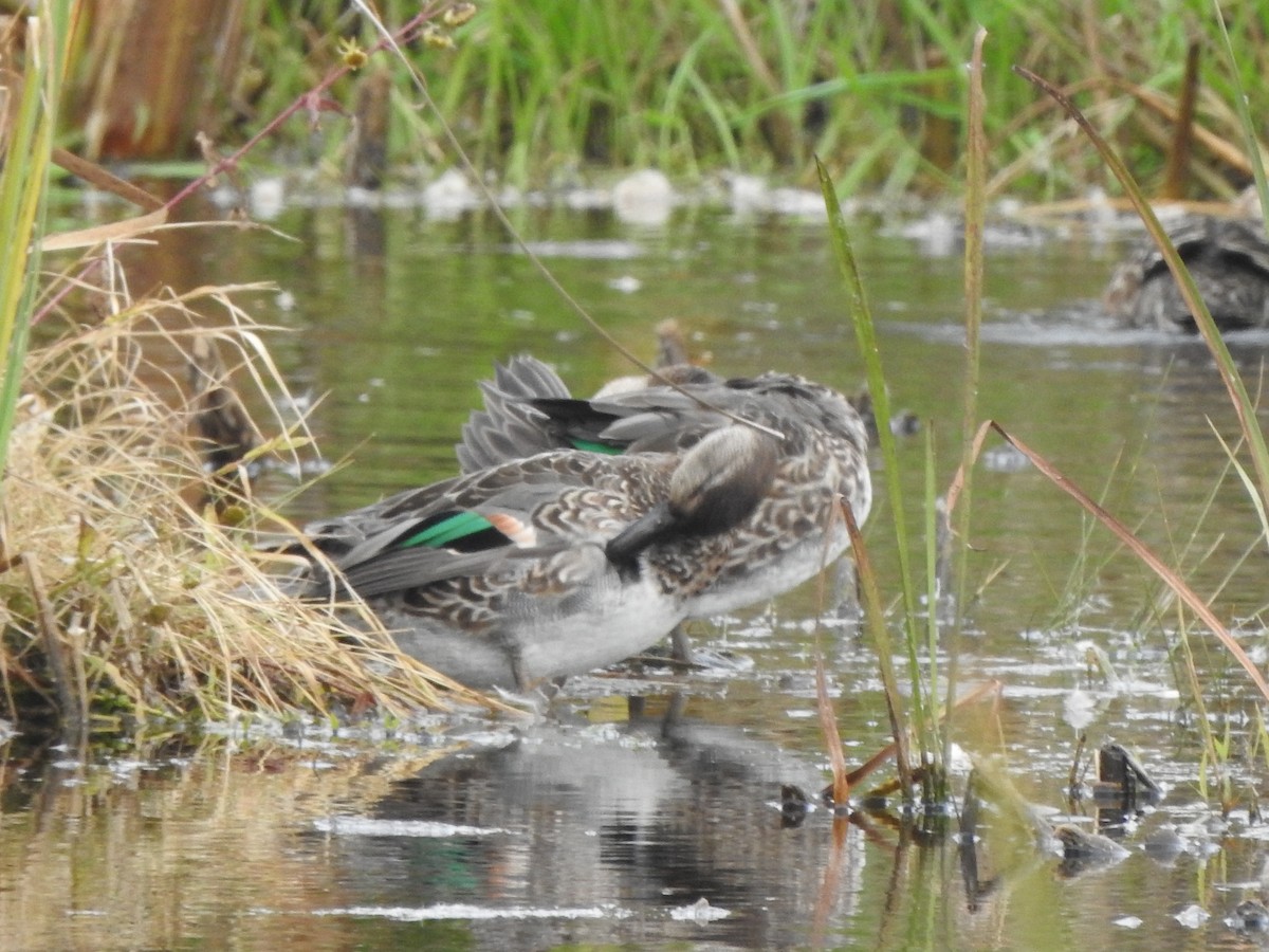 Green-winged Teal - ML491347711