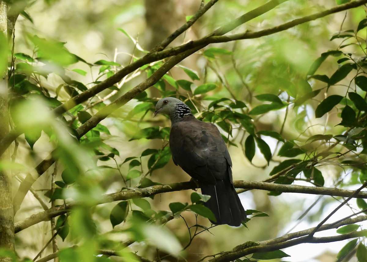 Nilgiri Wood-Pigeon - ML491349421