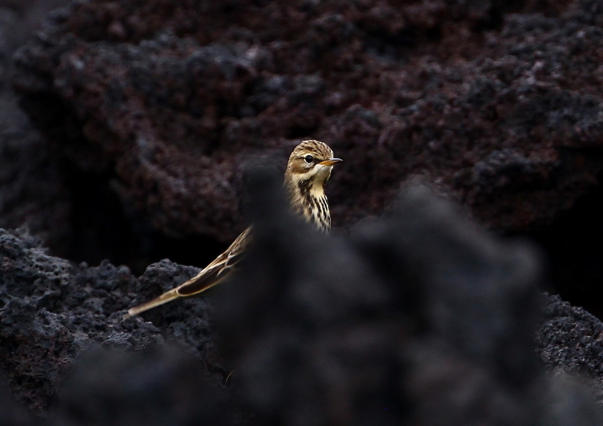 Red-throated Pipit - ML491349561