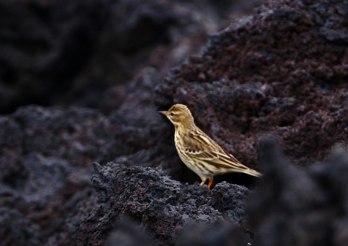 Red-throated Pipit - ML491349571