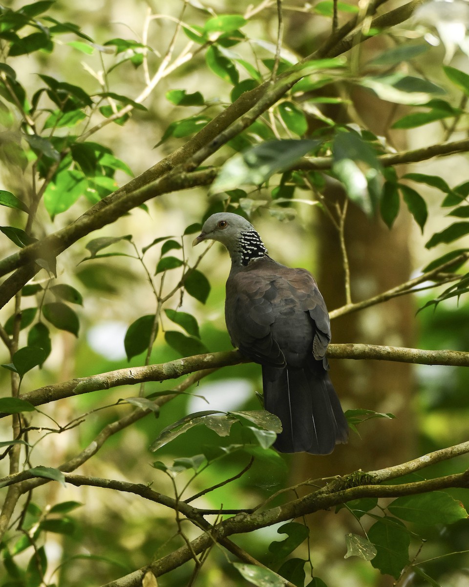 Nilgiri Wood-Pigeon - ML491349771