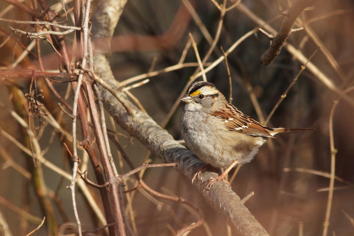 White-throated Sparrow - ML49135571