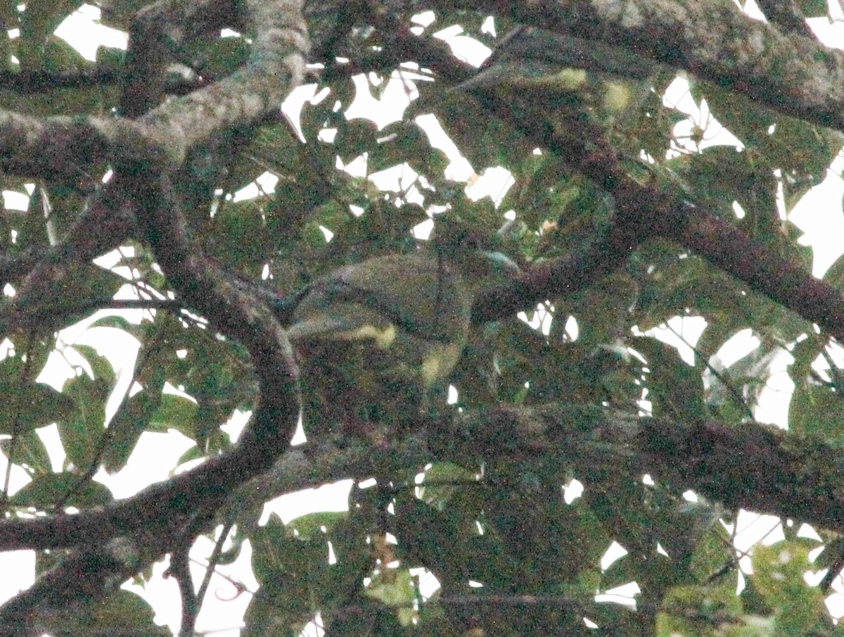 Sumatra Yeşil Güvercini - ML491357861