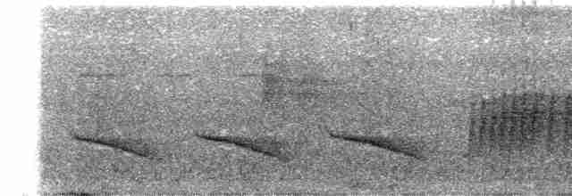 Short-tailed Babbler - ML491361611