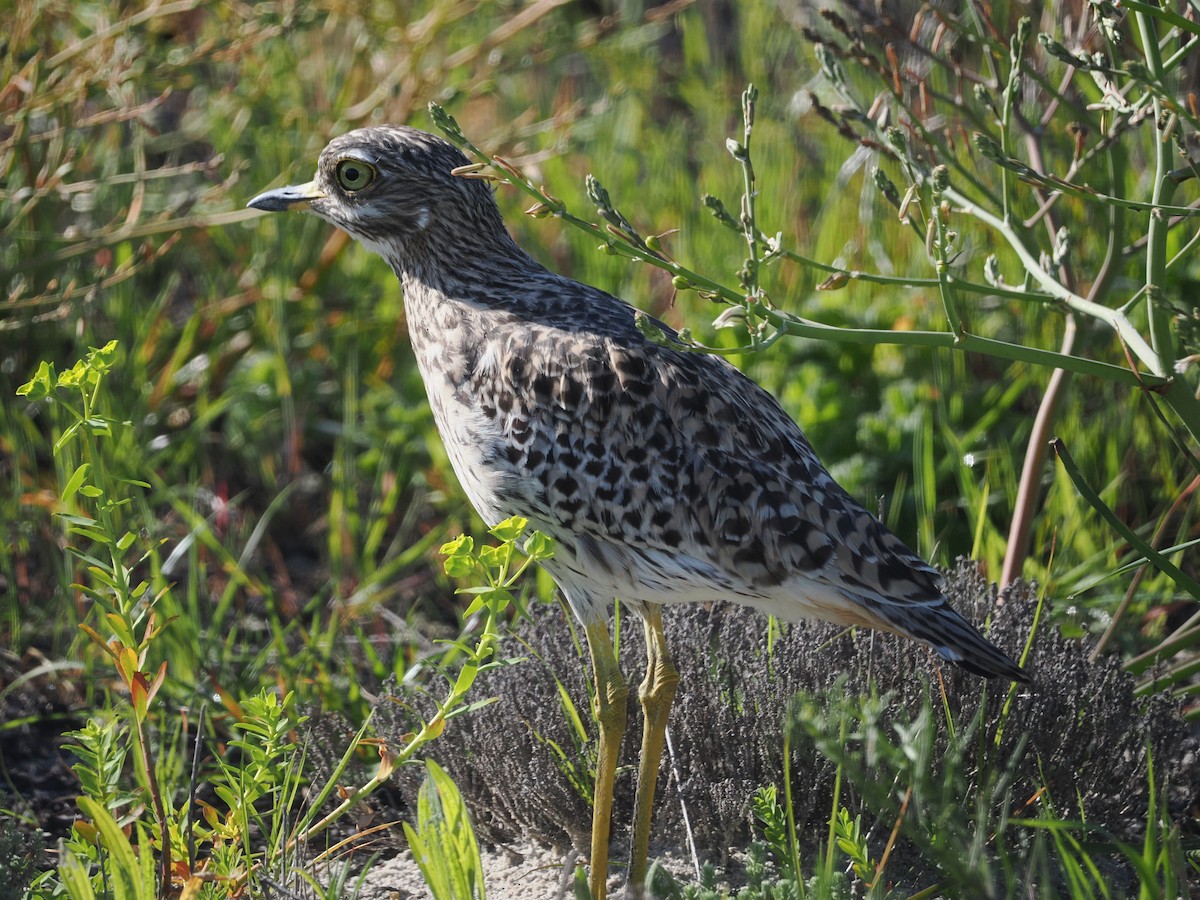 Spotted Thick-knee - ML491362941