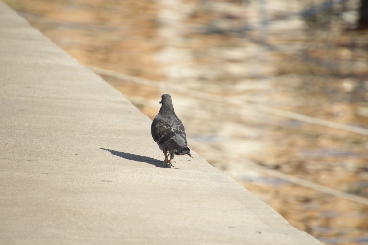 Rock Pigeon (Feral Pigeon) - ML491375631