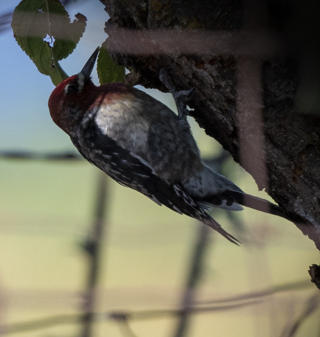 Red-breasted Sapsucker (daggetti) - ML491380331