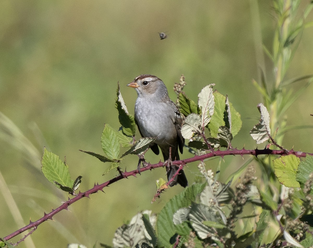 White-crowned Sparrow (Gambel's) - ML491380421