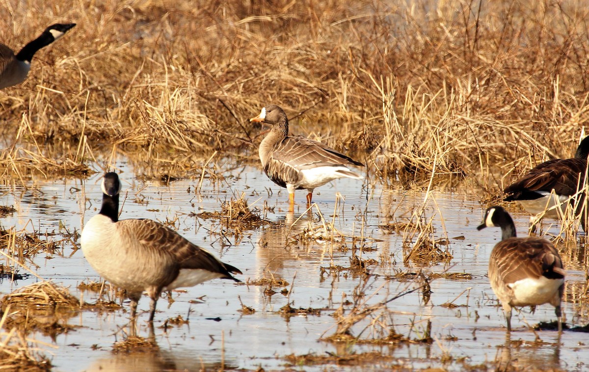 Greater White-fronted Goose - ML49138131