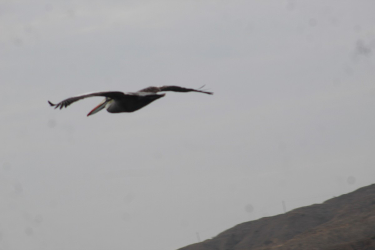 Peruvian Pelican - RUBEN DELZO PONCE