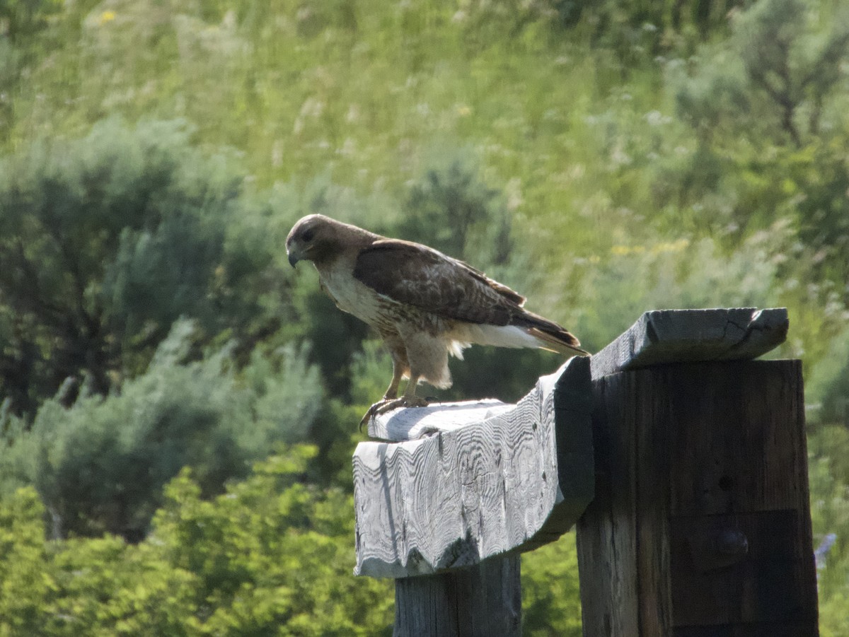 Red-tailed Hawk - ML491389251