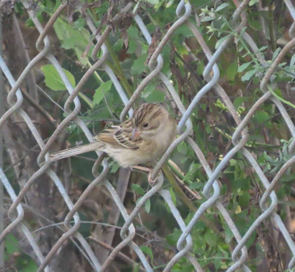 Clay-colored Sparrow - ML491389451