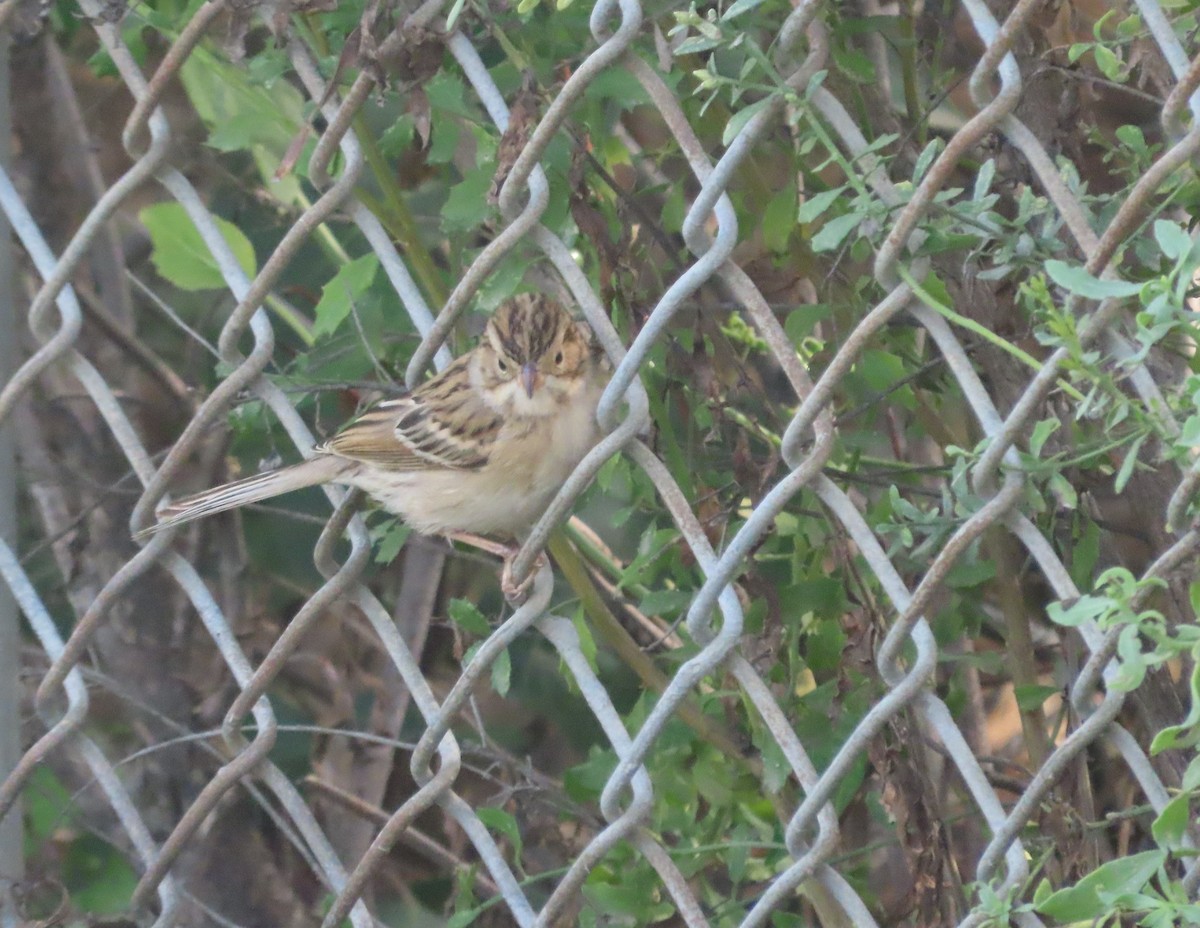 Clay-colored Sparrow - ML491389491