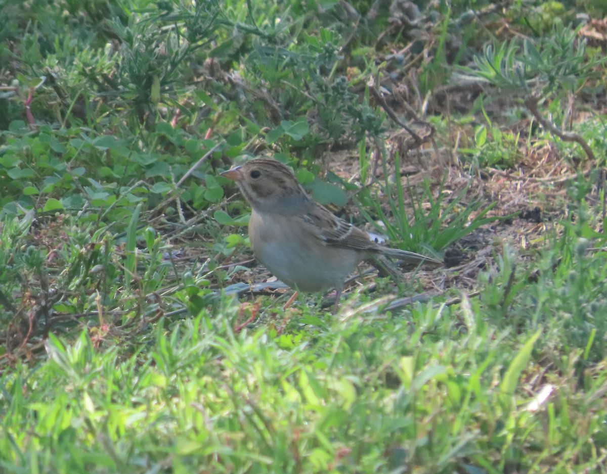 Clay-colored Sparrow - ML491389501