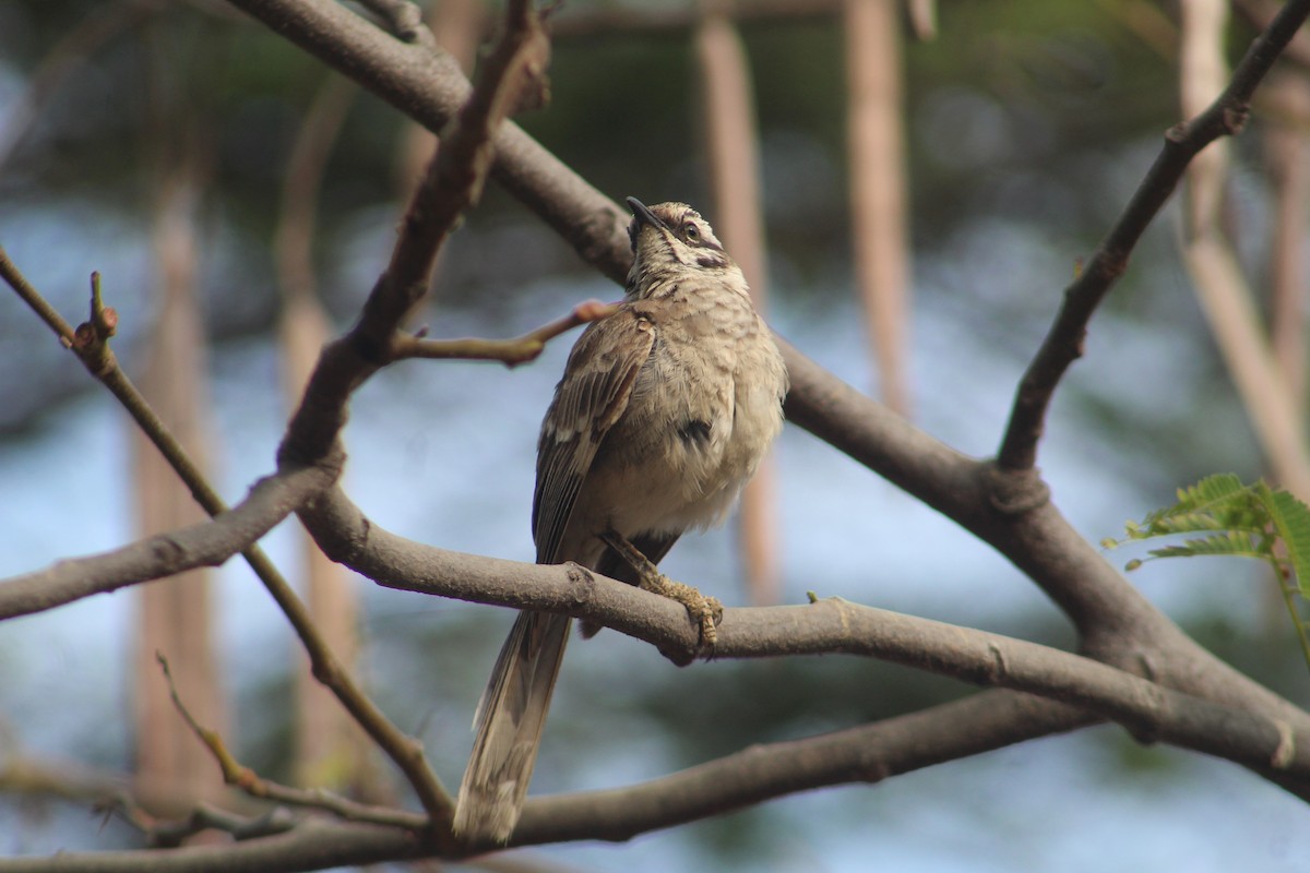Long-tailed Mockingbird - RUBEN DELZO PONCE