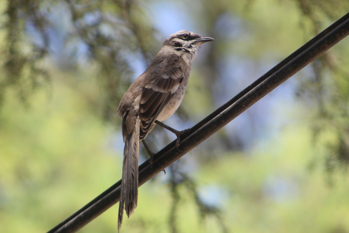 Long-tailed Mockingbird - ML491395881
