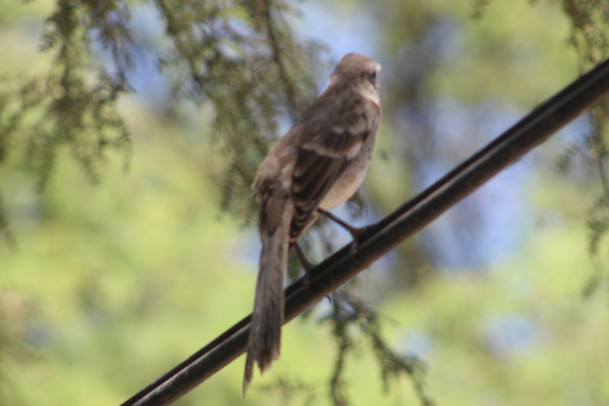 Long-tailed Mockingbird - ML491395901