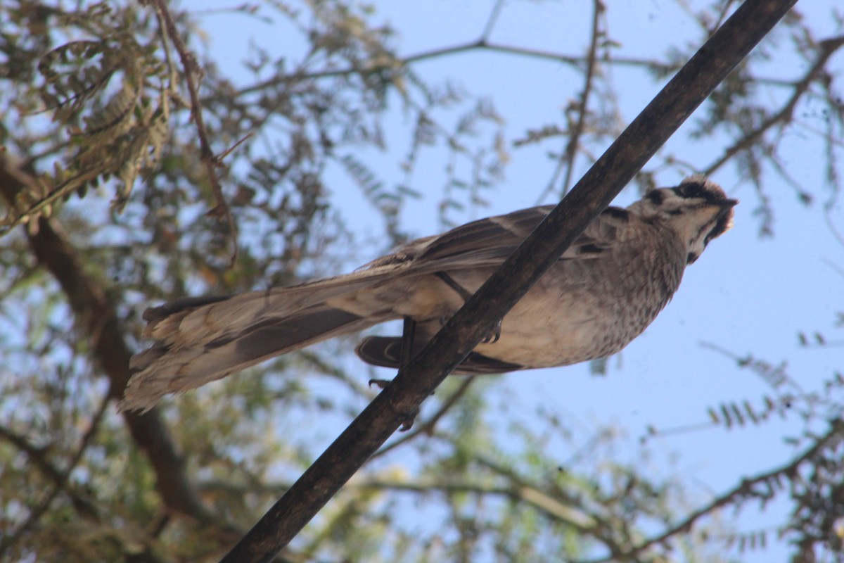Long-tailed Mockingbird - RUBEN DELZO PONCE