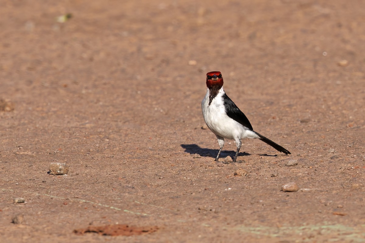 Red-capped Cardinal - Marco Valentini