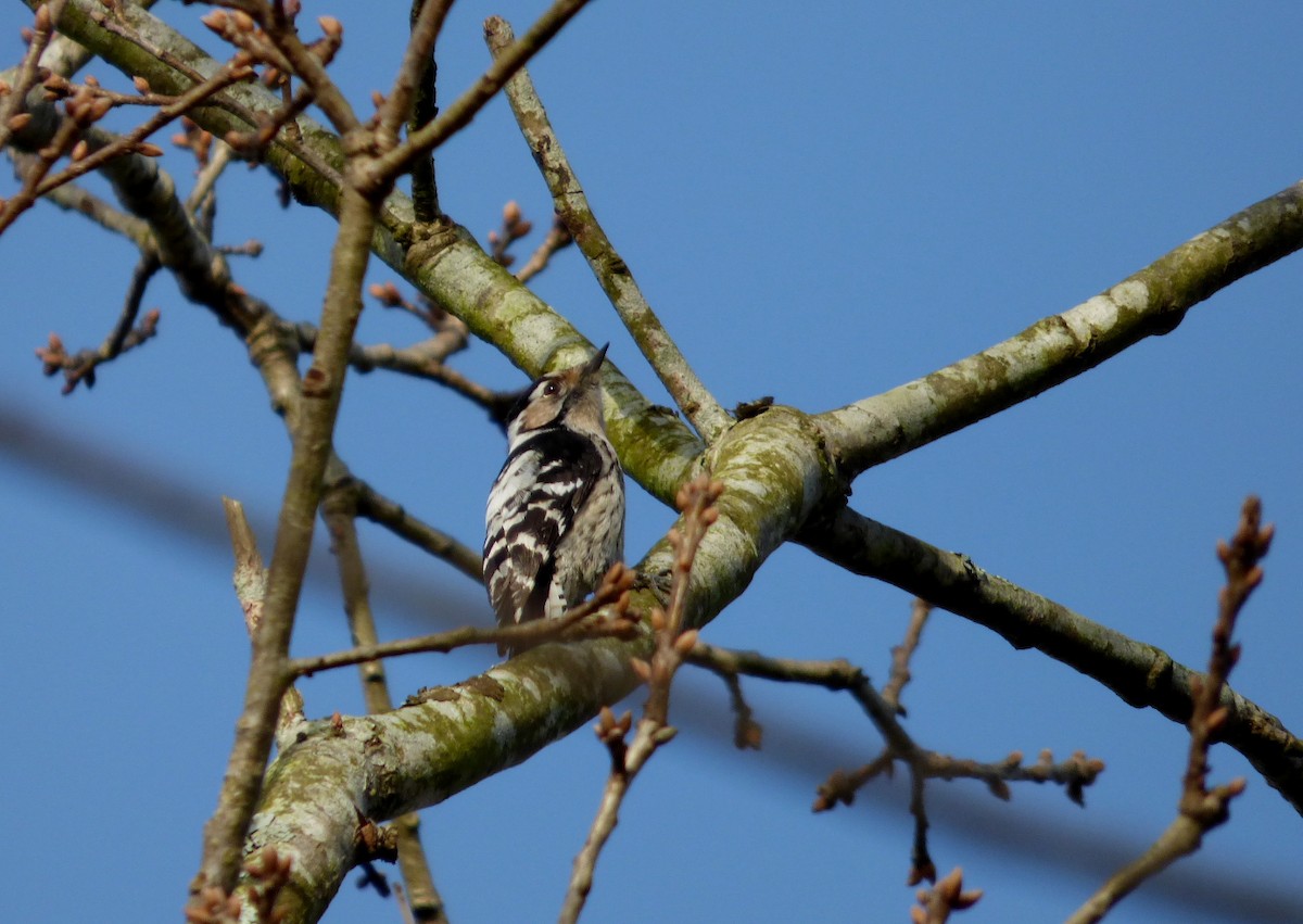 Lesser Spotted Woodpecker - Pedro Moreira