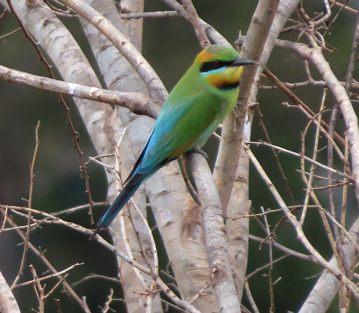 Rainbow Bee-eater - ML491407681