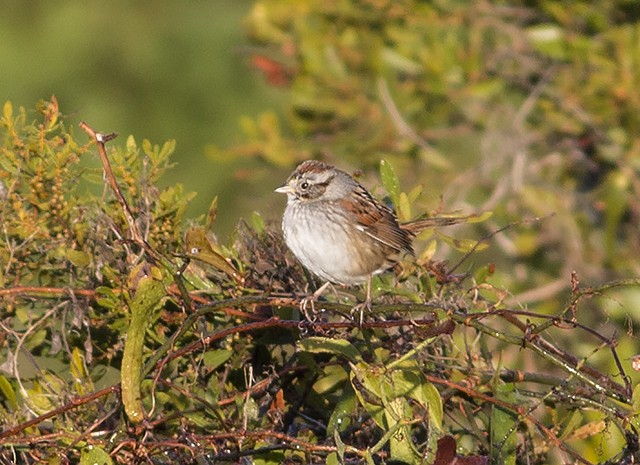 Swamp Sparrow - ML49141401