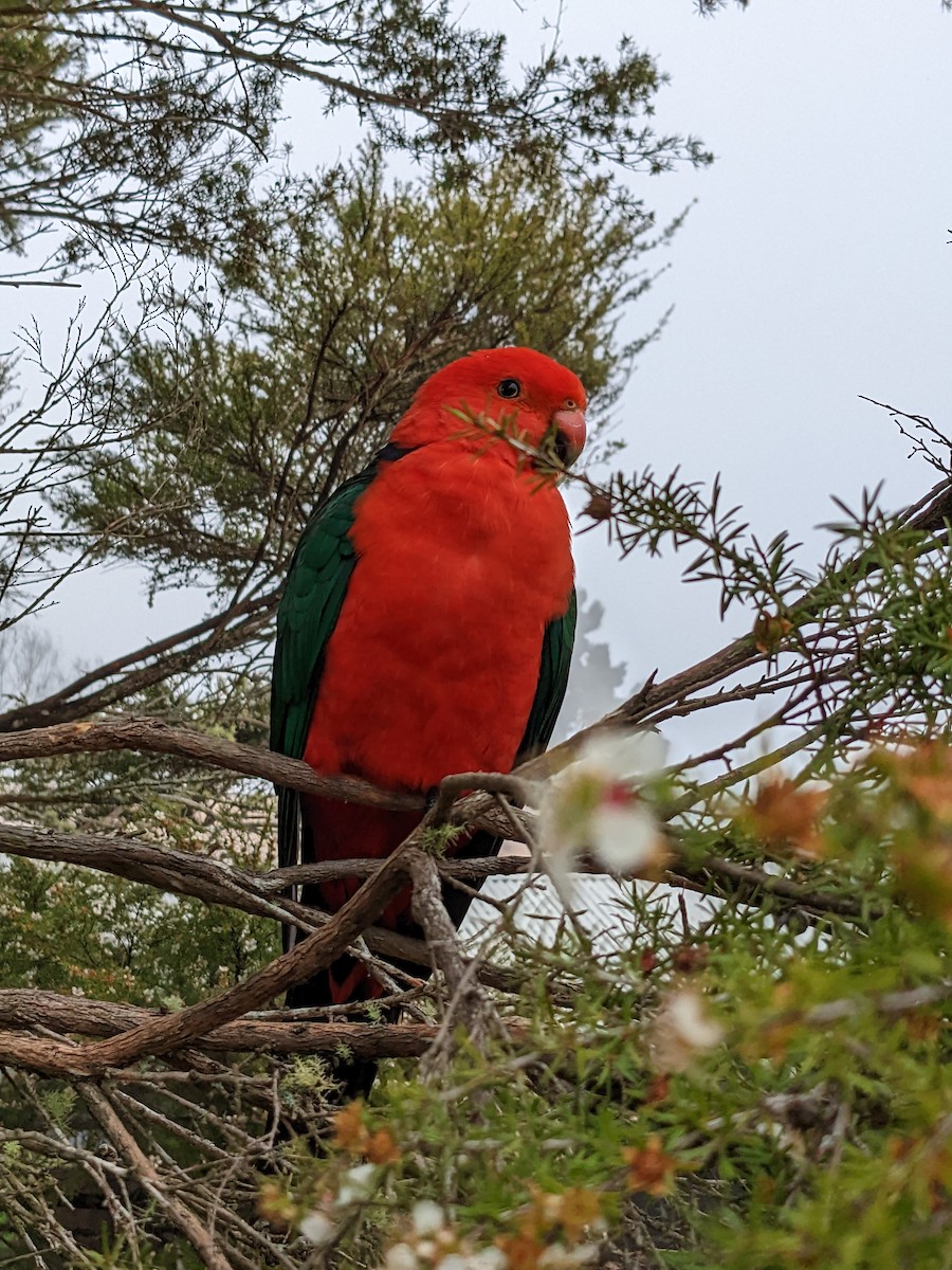 Avustralya Kral Papağanı - ML491416031