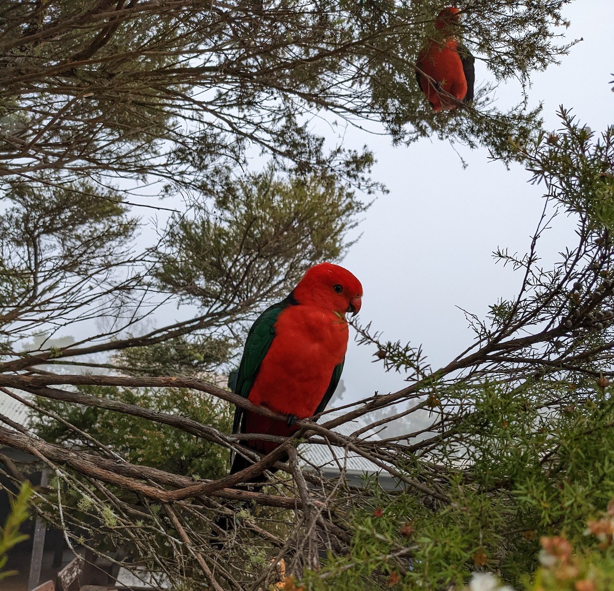 Avustralya Kral Papağanı - ML491416071