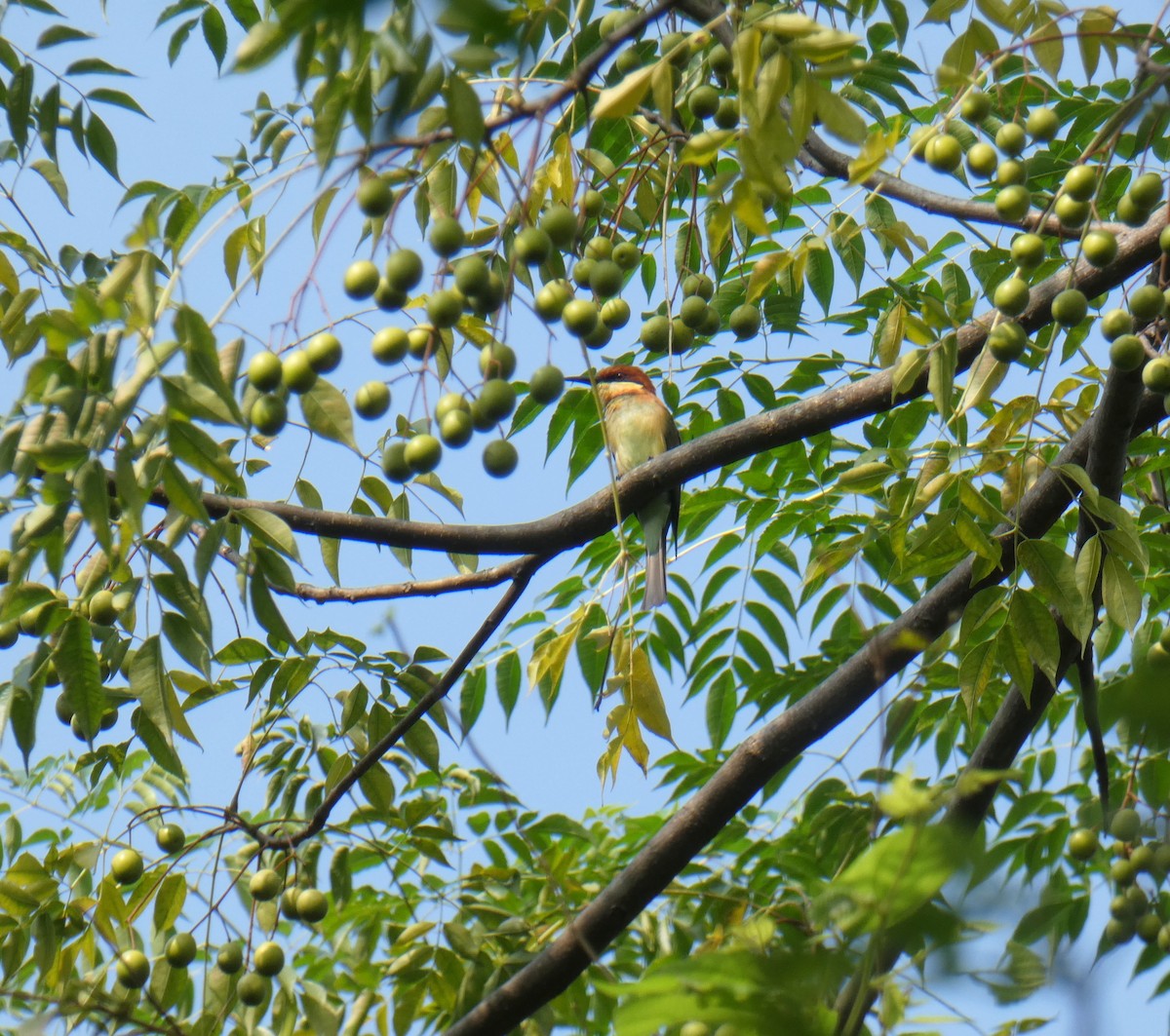 Chestnut-headed Bee-eater - Sarabjeet Kaur