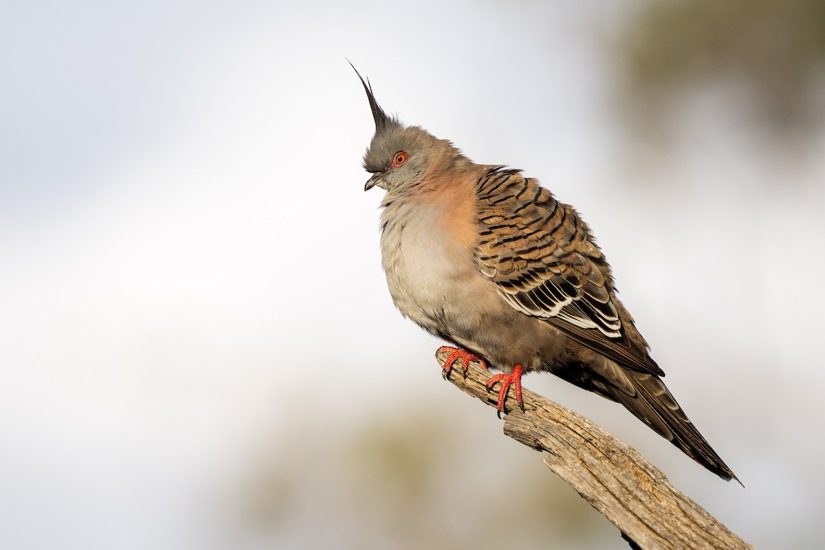 Crested Pigeon - Duncan Henderson