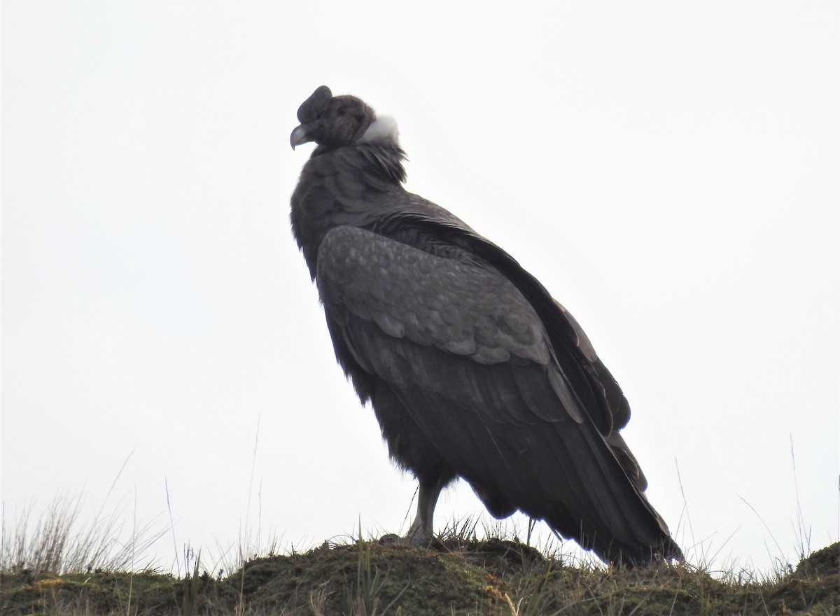 Andean Condor - ML491420161