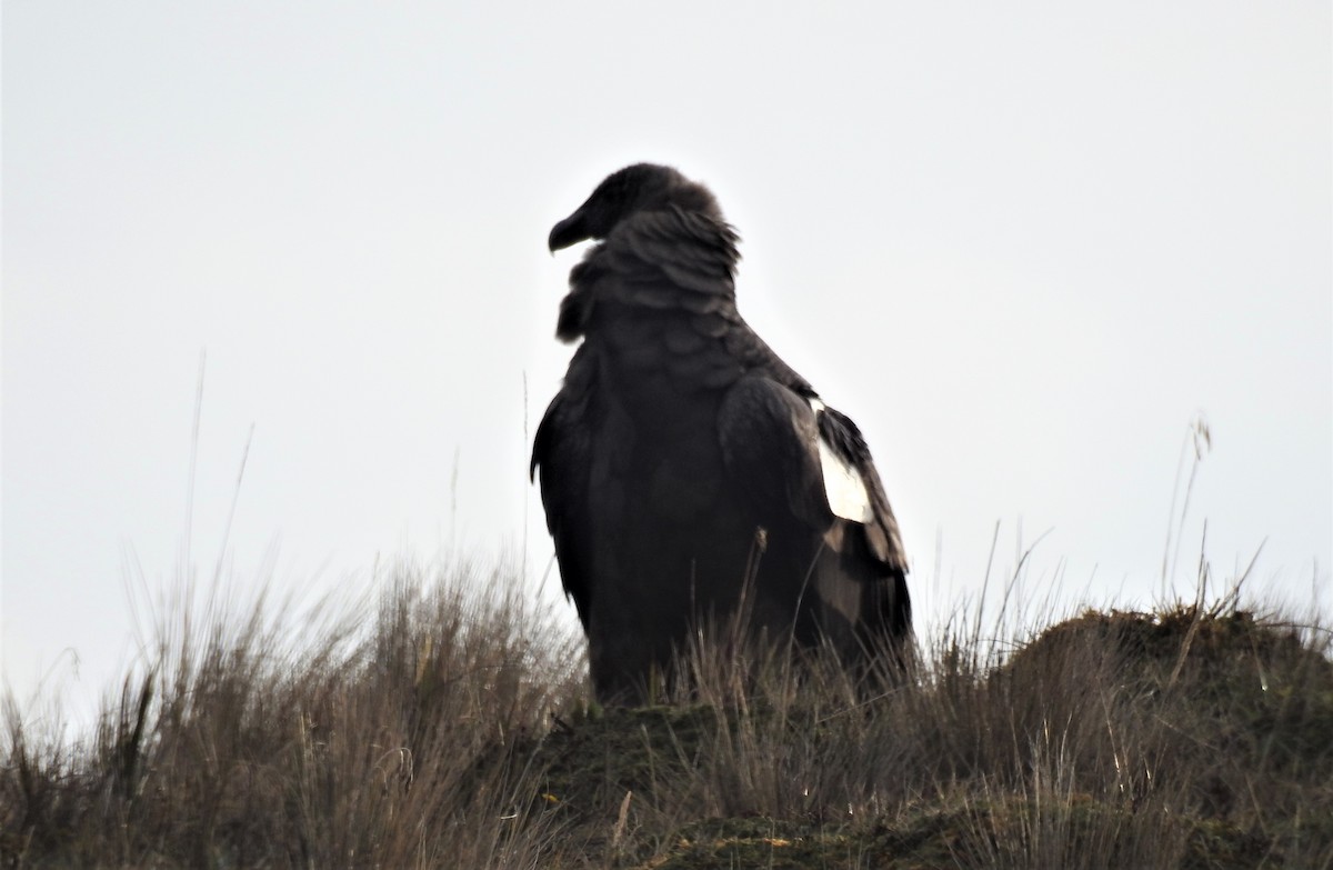 Andean Condor - Charlie Vogt