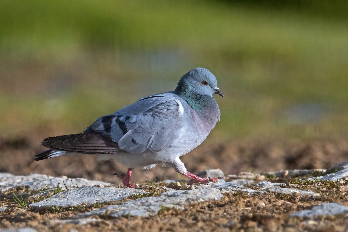 Pigeon des rochers - ML491421141