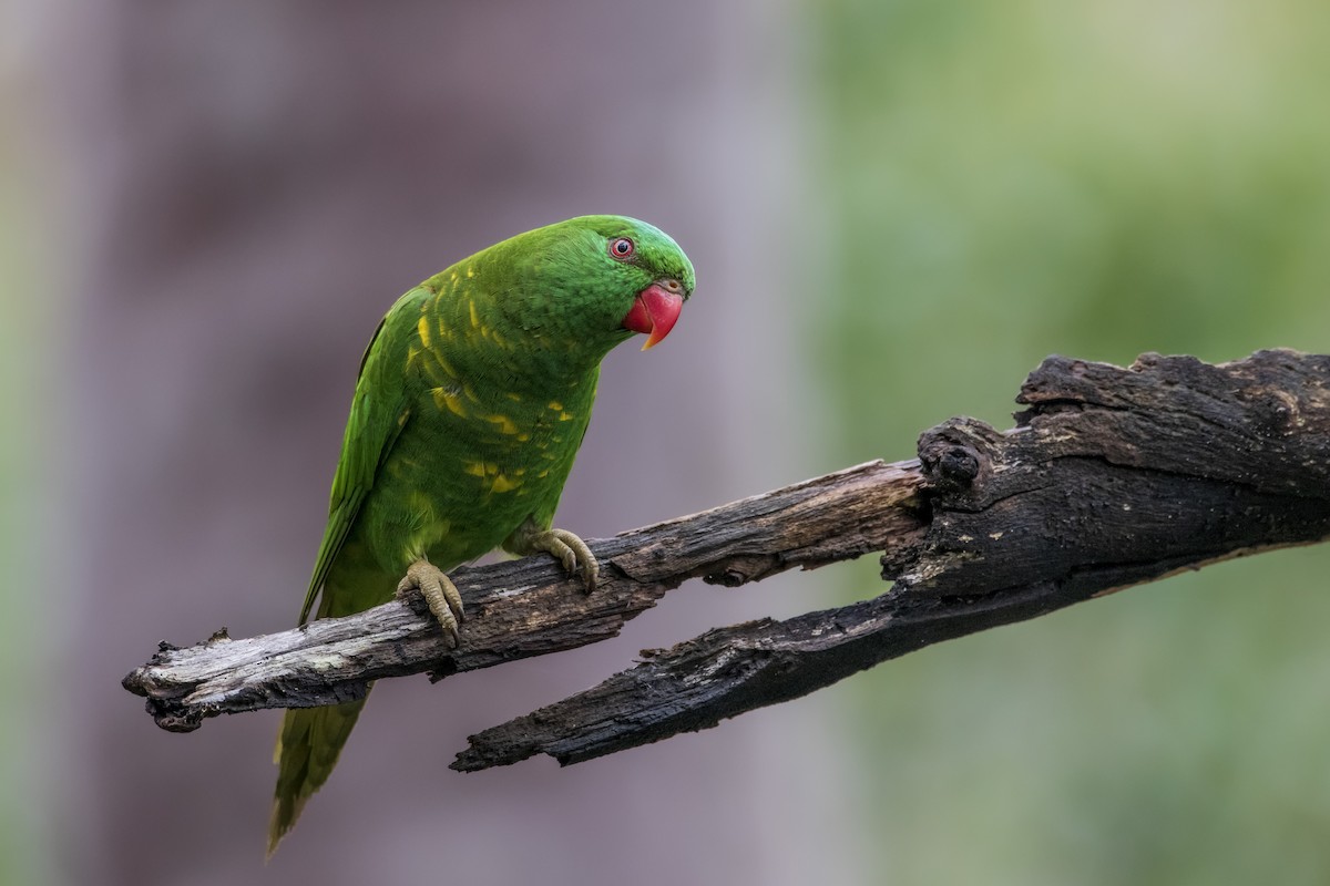 Scaly-breasted Lorikeet - ML491421481