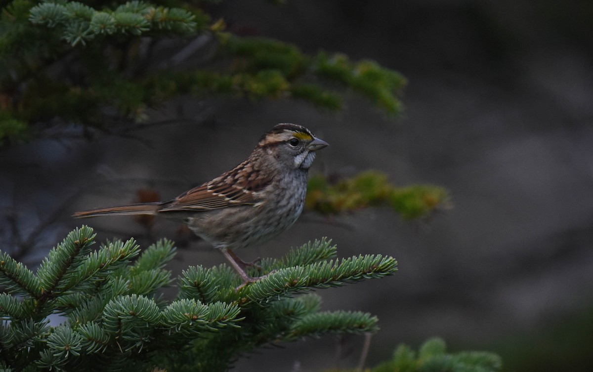 White-throated Sparrow - ML491424261