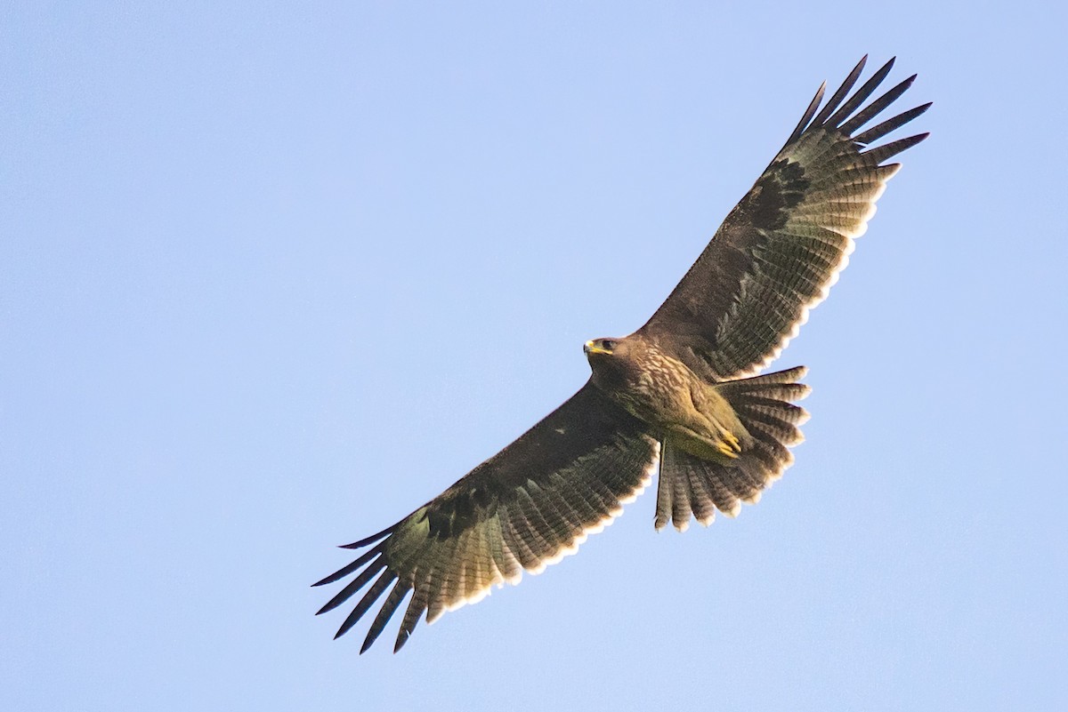 Indian Spotted Eagle - ML491428301