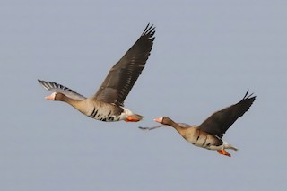Greater White-fronted Goose, ML491432511