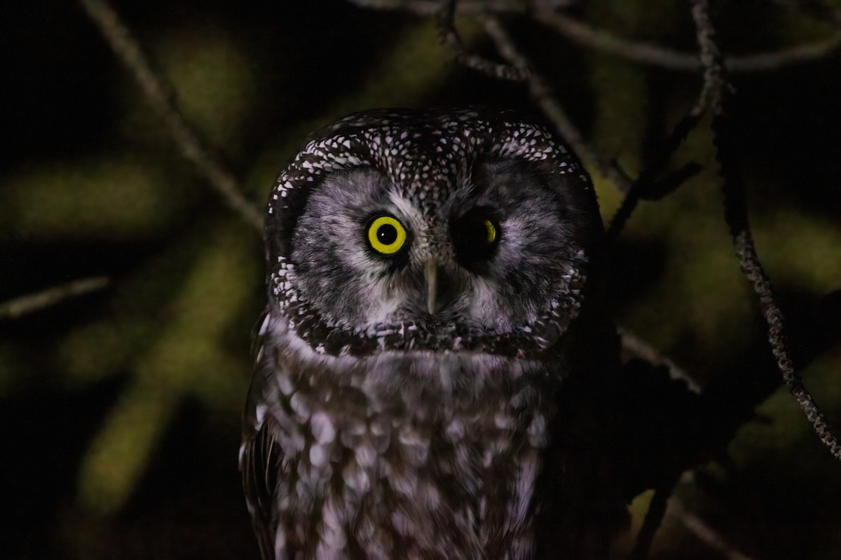 Boreal Owl (Richardson's) - ML491433331