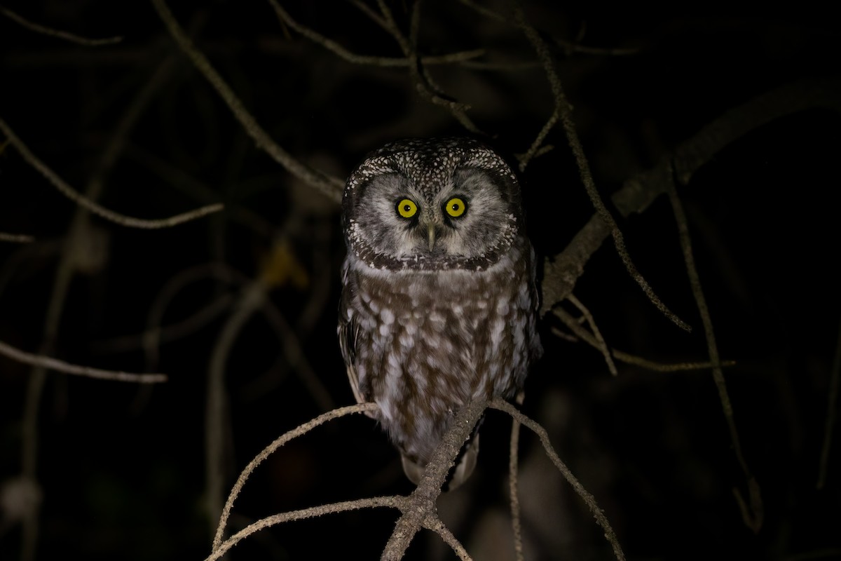 Boreal Owl (Richardson's) - ML491433391