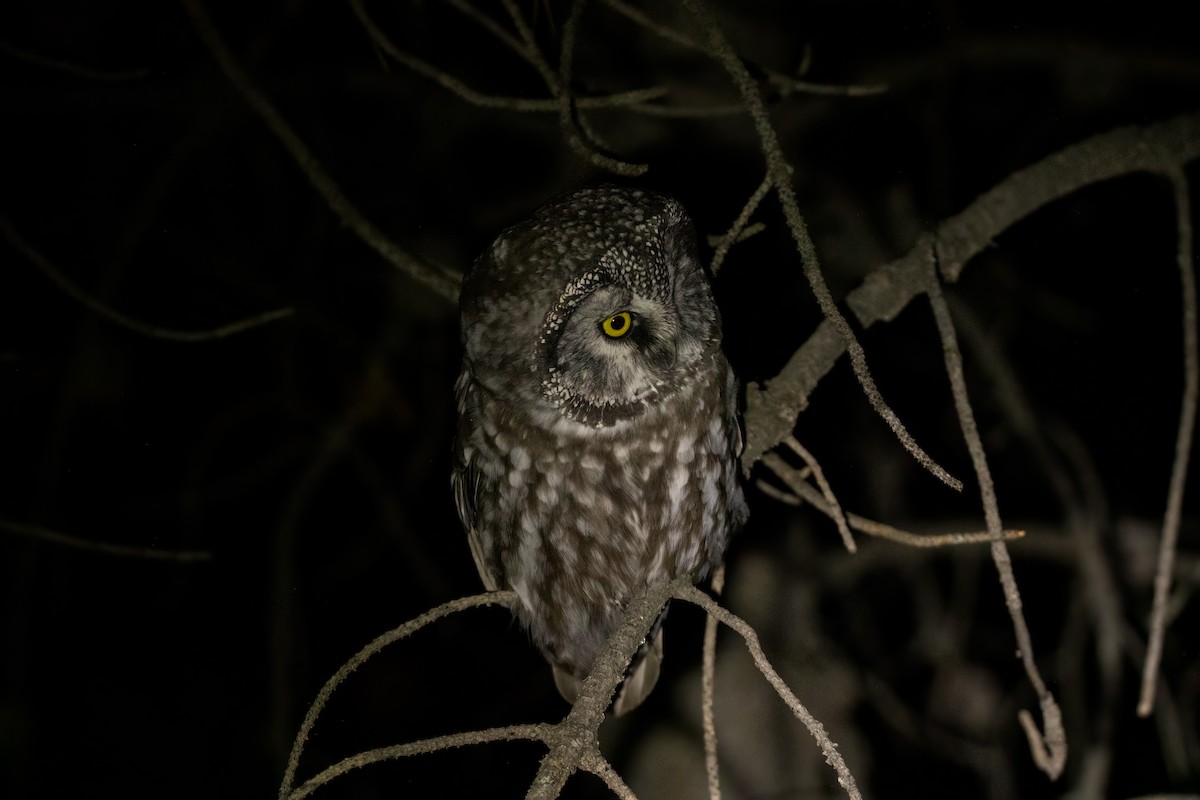 Boreal Owl (Richardson's) - ML491433401