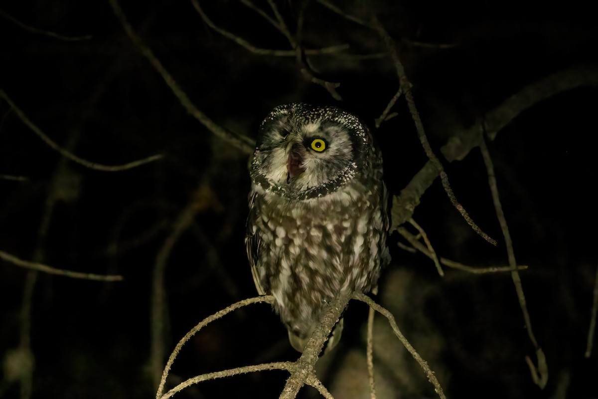 Boreal Owl (Richardson's) - ML491433411