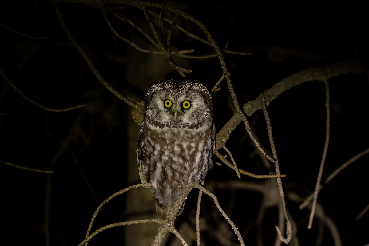 Boreal Owl (Richardson's) - ML491433421