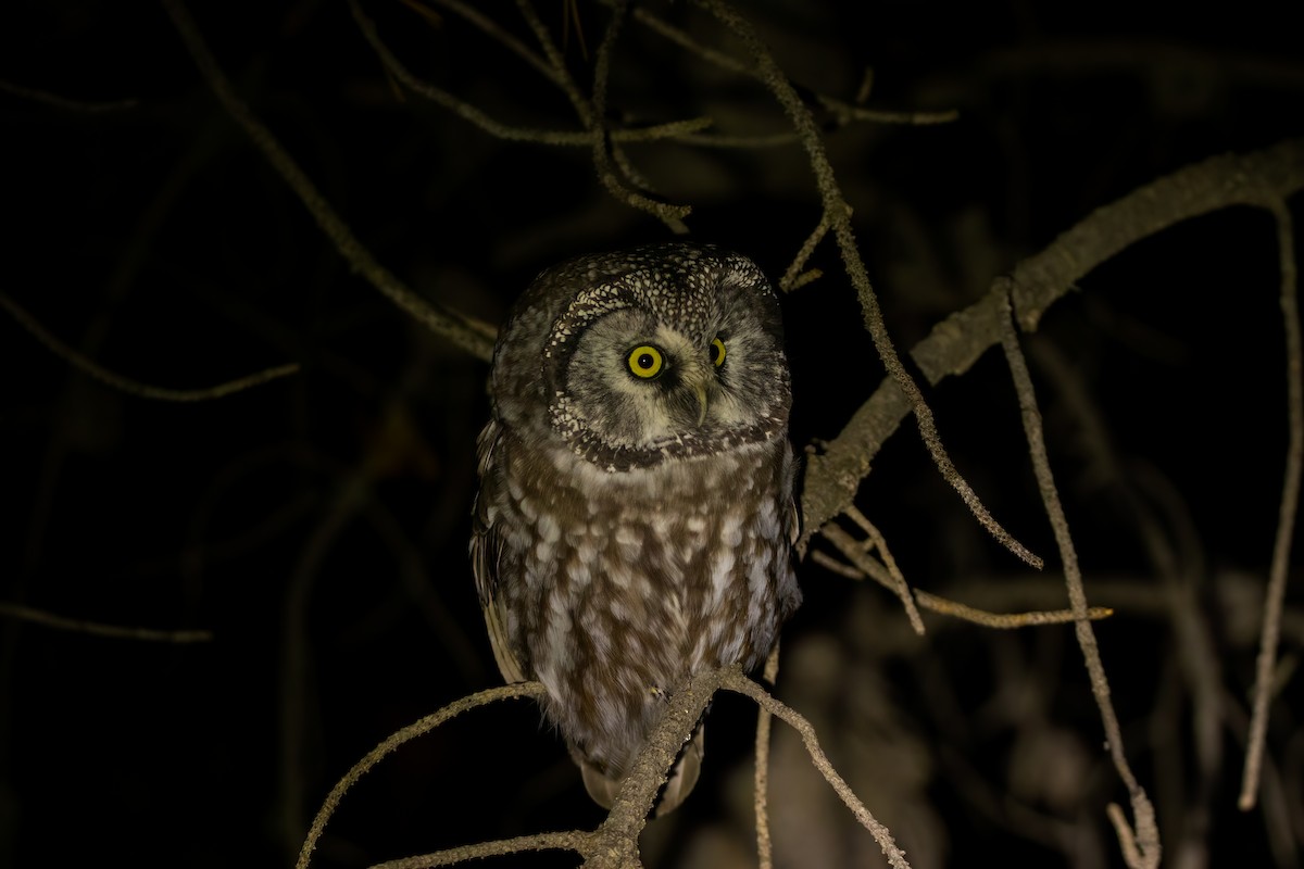 Boreal Owl (Richardson's) - ML491433431