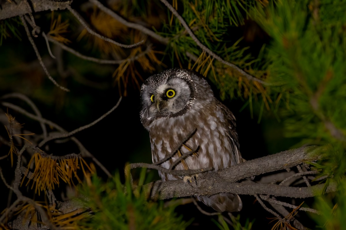 Boreal Owl (Richardson's) - ML491433541