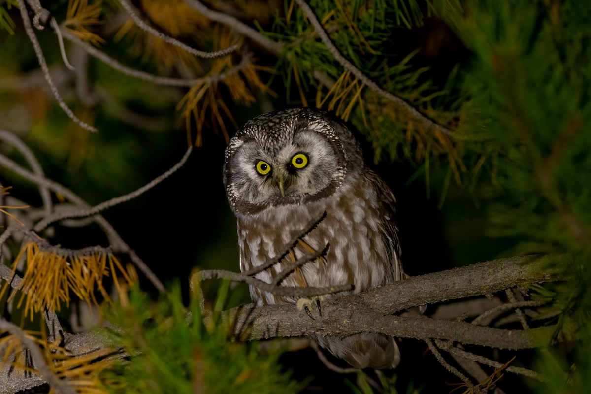 Boreal Owl (Richardson's) - ML491433551