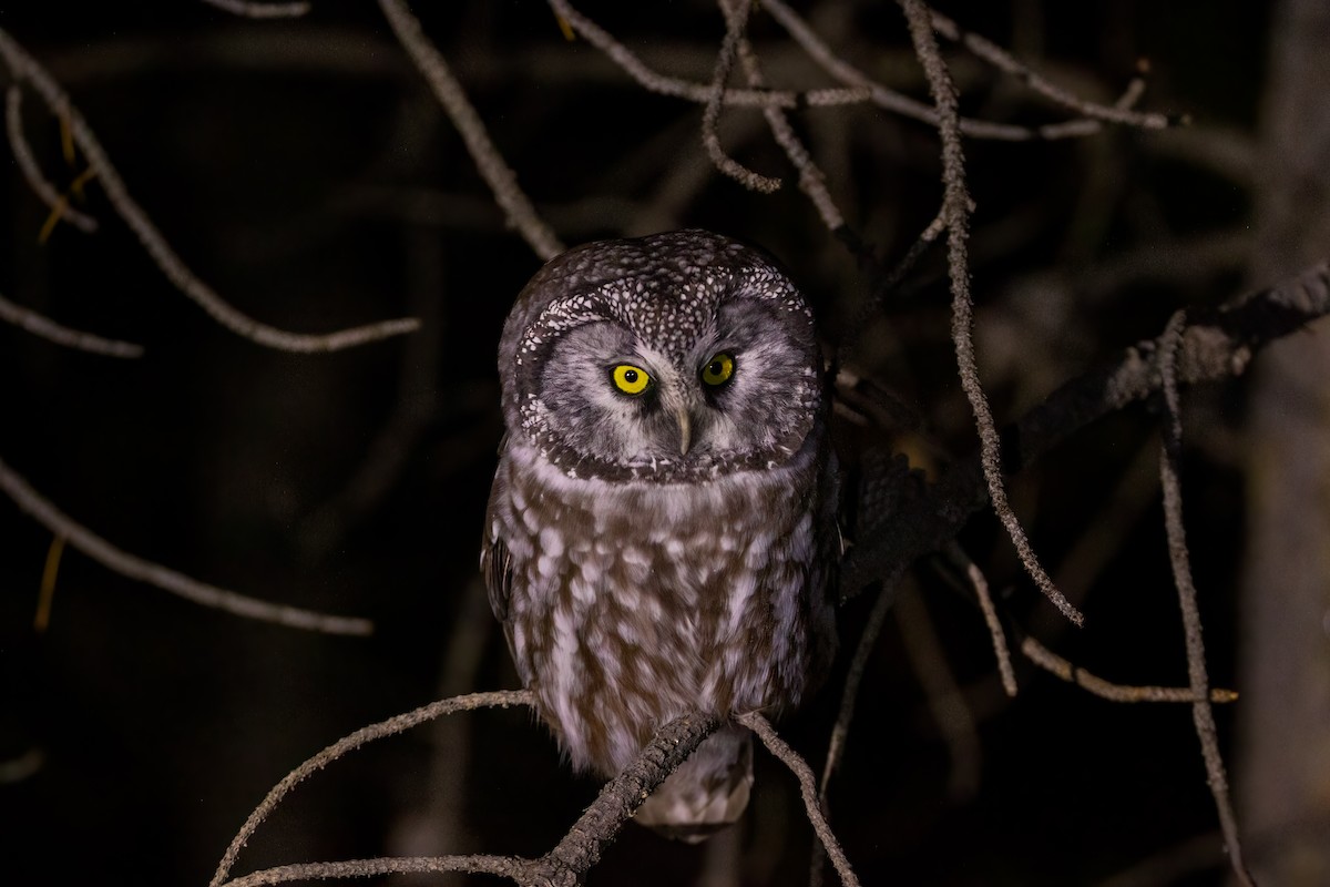 Boreal Owl (Richardson's) - ML491433581