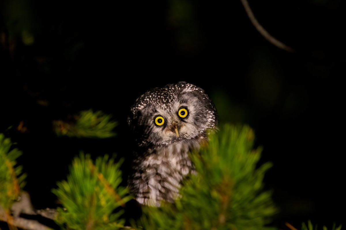 Boreal Owl (Richardson's) - ML491433591