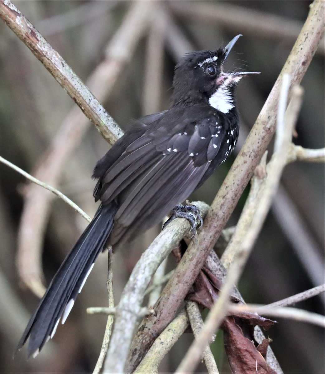 Black Thicket-Fantail - ML491439561