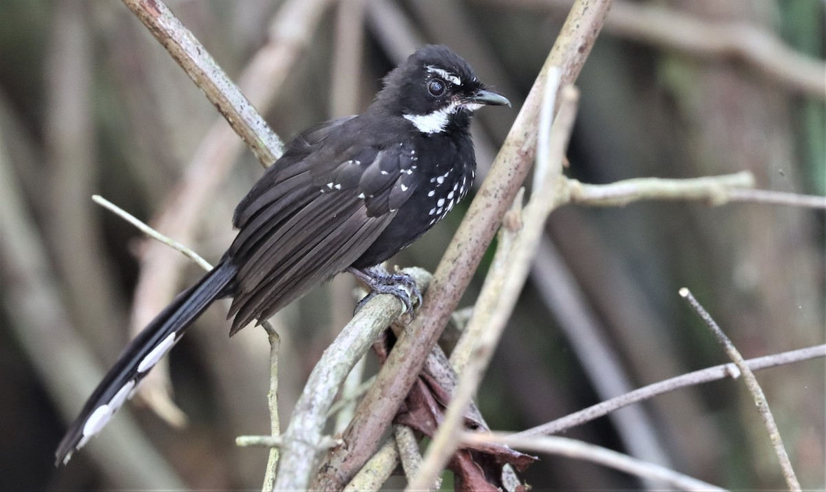 Black Thicket-Fantail - ML491439611